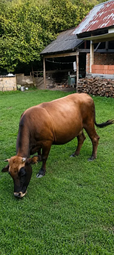 İnək — Heyvanlar, Quşlar, Balıqlar, Zaqatala