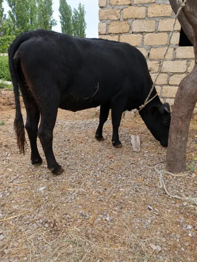 İnək — Heyvanlar, Quşlar, Balıqlar, Quba