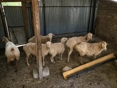 Qoyunlar — Heyvanlar, Quşlar, Balıqlar, İsmayıllı