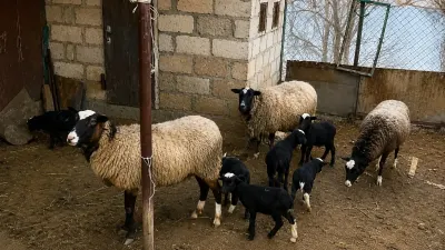 Qoyunlar — Heyvanlar, Quşlar, Balıqlar, Quba — şəkil 2