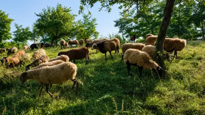 QOYUNLAR — Heyvanlar, Quşlar, Balıqlar, Quba