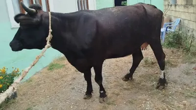 Balalı inək — Heyvanlar, Quşlar, Balıqlar, Quba