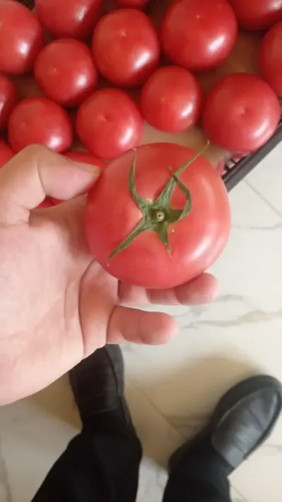 POMİDOR — Tərəvəzlər və Göyərtilər, Bakı — şəkil 2