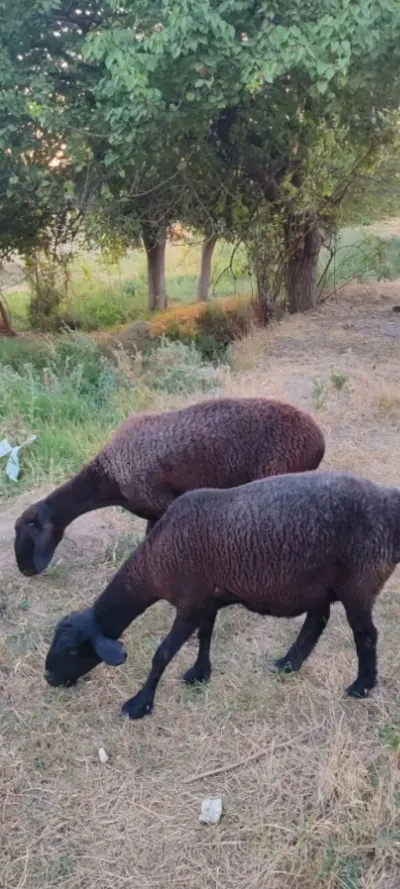 QOYUNLAR — Heyvanlar, Quşlar, Balıqlar, Bakı