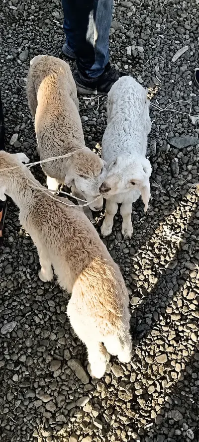 QUZULAR — Heyvanlar, Quşlar, Balıqlar, Bakı