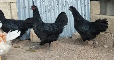 TOYUQ — Heyvanlar, Quşlar, Balıqlar, Bakı