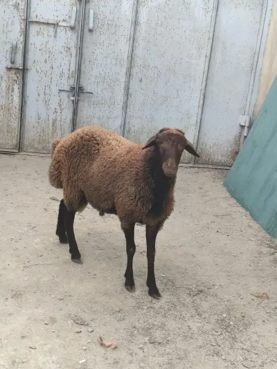 Qoyun — Heyvanlar, Quşlar, Balıqlar, Bakı — şəkil 3