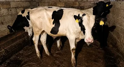 Danalar — Heyvanlar, Quşlar, Balıqlar, İsmayıllı — şəkil 2