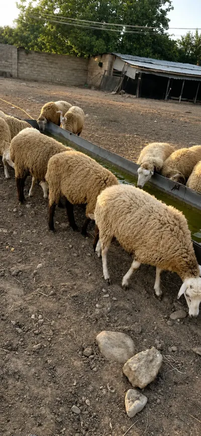 Quzular — Heyvanlar, Quşlar, Balıqlar, Yevlax