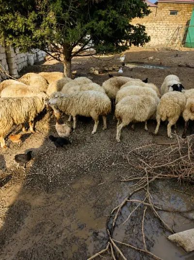 QOYUNLAR — Heyvanlar, Quşlar, Balıqlar, Bakı