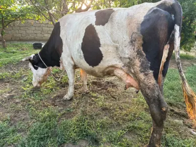 BALALI İNƏK — Heyvanlar, Quşlar, Balıqlar, Bakı