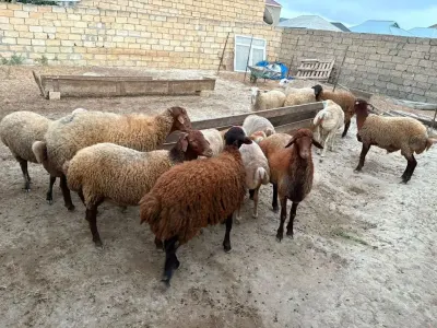 Qoyunlar — Heyvanlar, Quşlar, Balıqlar, Xırdalan — şəkil 2