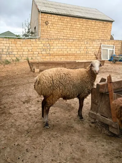 Qoyunlar — Heyvanlar, Quşlar, Balıqlar, Xırdalan — şəkil 3