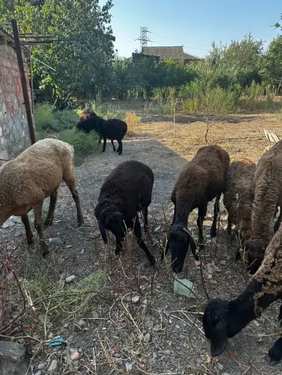 Qoyunlar — Heyvanlar, Quşlar, Balıqlar, Şirvan