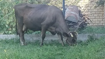 İNƏK — Heyvanlar, Quşlar, Balıqlar, Quba