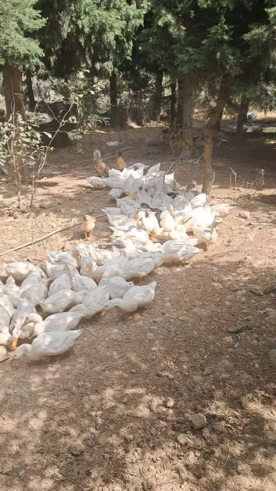 ÖRDƏKLƏR — Heyvanlar, Quşlar, Balıqlar, Bakı