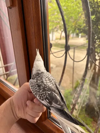 QUŞ — Heyvanlar, Quşlar, Balıqlar, Gəncə — şəkil 4