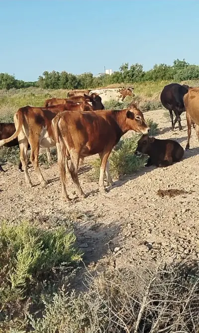 DANALAR — Heyvanlar, Quşlar, Balıqlar, Sumqayıt