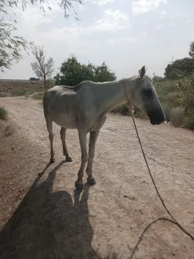 AT — Heyvanlar, Quşlar, Balıqlar, Salyan