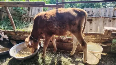 Danalar — Heyvanlar, Quşlar, Balıqlar, Xudat — şəkil 3