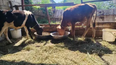 DANALAR — Heyvanlar, Quşlar, Balıqlar, Xudat