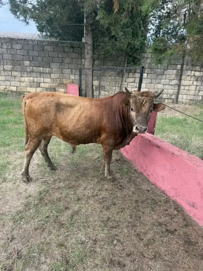 Dana — Heyvanlar, Quşlar, Balıqlar, Astara