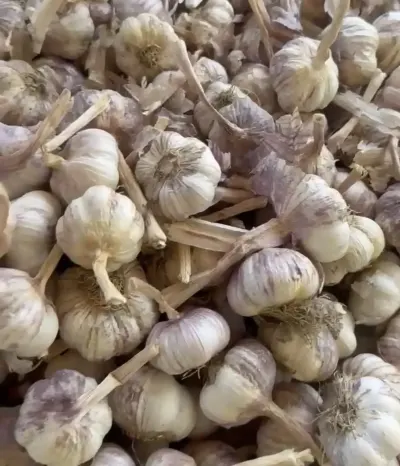 SARIMSAQ — Tərəvəzlər və Göyərtilər, Şabran
