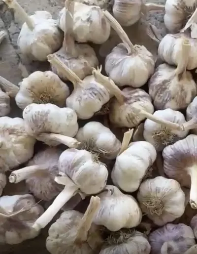 SARIMSAQ — Tərəvəzlər və Göyərtilər, Şabran — şəkil 2