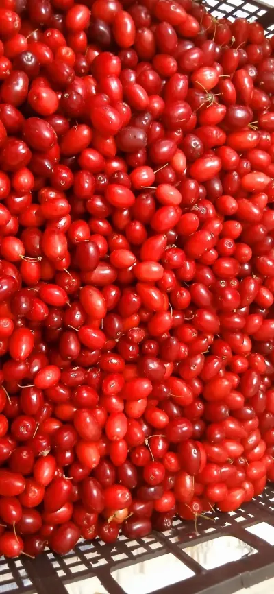 Zoğal mürəbbəsi — Emal Olunmuş K/t Məhsulları, Bakı