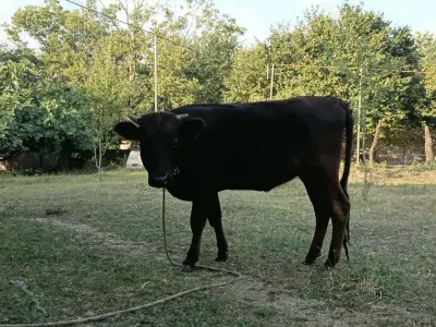 DANA — Heyvanlar, Quşlar, Balıqlar, Qəbələ