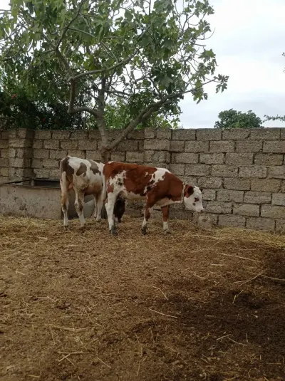 Danalar — Heyvanlar, Quşlar, Balıqlar, Bakı — şəkil 2