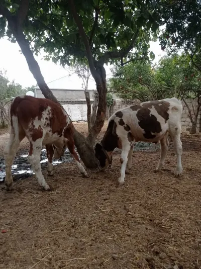 DANALAR — Heyvanlar, Quşlar, Balıqlar, Bakı