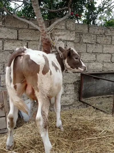 Danalar — Heyvanlar, Quşlar, Balıqlar, Bakı — şəkil 5