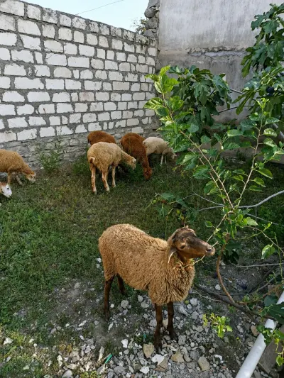 Quzular — Heyvanlar, Quşlar, Balıqlar, Ağstafa