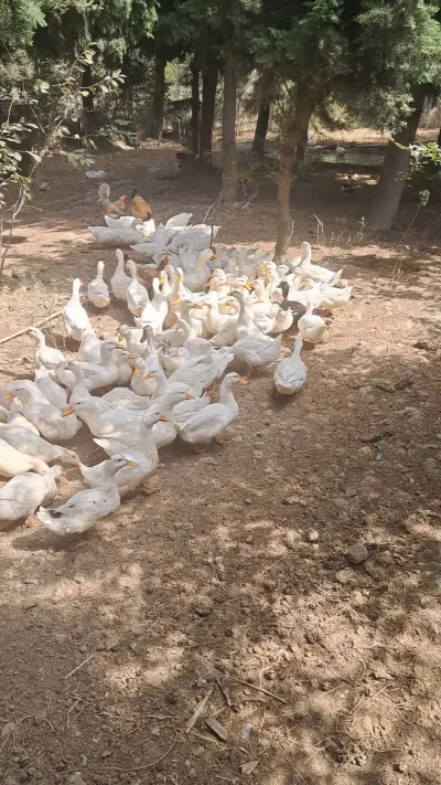ÖRDƏKLƏR — Heyvanlar, Quşlar, Balıqlar, Bakı