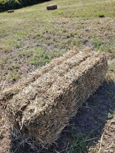 OT PRESİ — Dənlilər, Otlar Yemlər,  Bitkilər, Xaçmaz