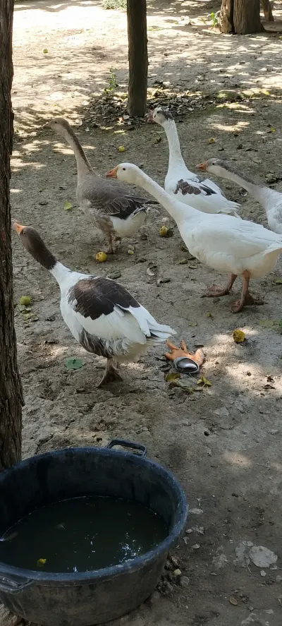Qazlar — Heyvanlar, Quşlar, Balıqlar, Şəki