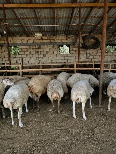 Qoyunlar — Heyvanlar, Quşlar, Balıqlar, İmişli