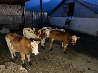 DANALAR — Heyvanlar, Quşlar, Balıqlar, Quba