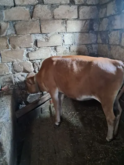 Dana — Heyvanlar, Quşlar, Balıqlar, Xırdalan — şəkil 2