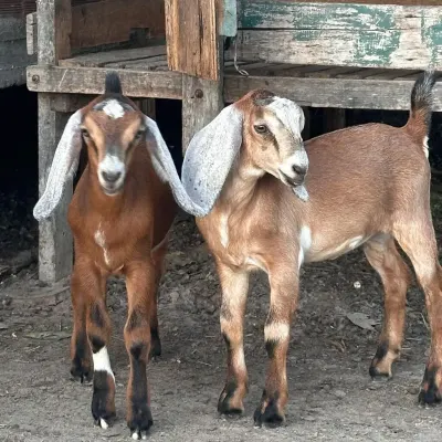 Keçilər — Heyvanlar, Quşlar, Balıqlar, Zaqatala — şəkil 3