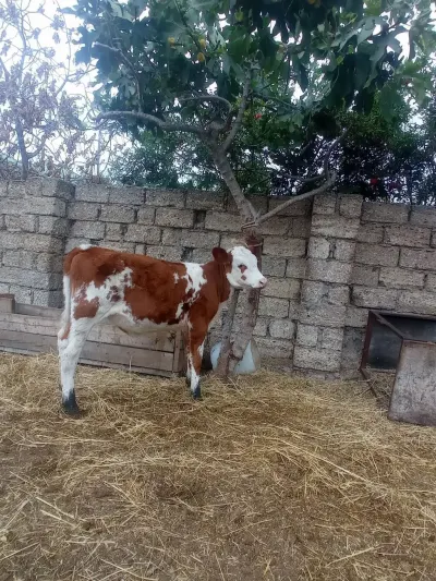 DANA — Heyvanlar, Quşlar, Balıqlar, Bakı