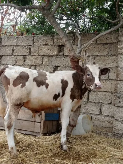 DANALAR — Heyvanlar, Quşlar, Balıqlar, Bakı