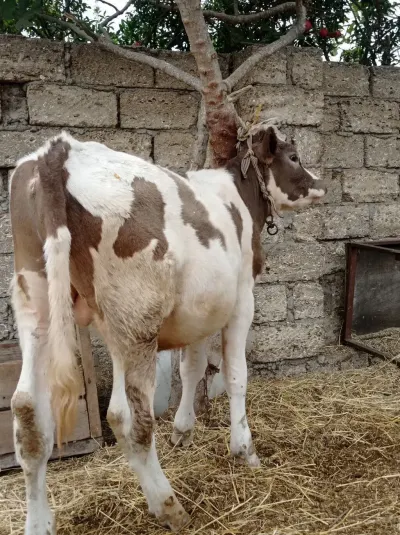 Danalar — Heyvanlar, Quşlar, Balıqlar, Bakı — şəkil 2