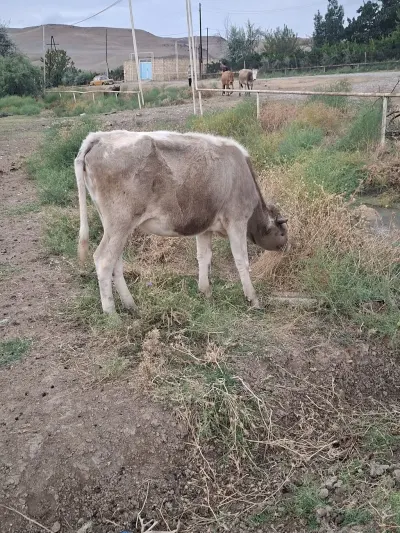 DÜYƏ — Heyvanlar, Quşlar, Balıqlar, Bakı