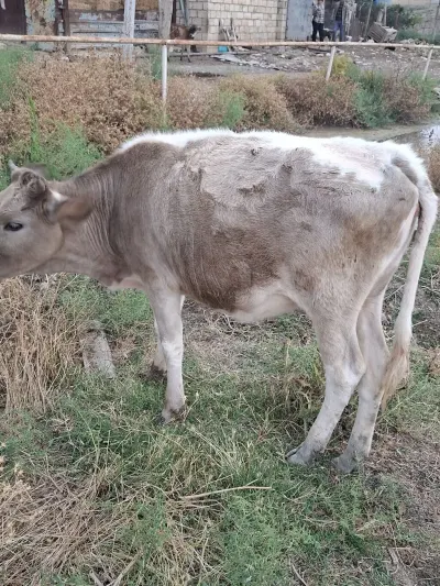 Düyə — Heyvanlar, Quşlar, Balıqlar, Bakı — şəkil 3