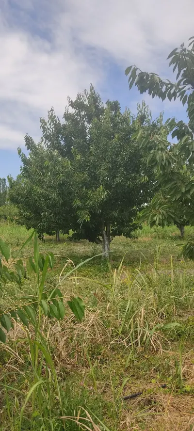 MEYVƏ BAĞI — Kənd Təsərrüfatı Əmlakı, Qusar — şəkil 2