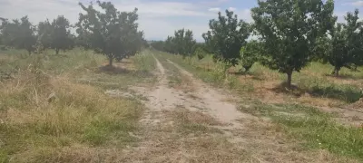 MEYVƏ BAĞI — Kənd Təsərrüfatı Əmlakı, Qusar — şəkil 6
