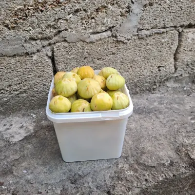 ƏNCİR — Meyvə və Giləmeyvə, Bakı