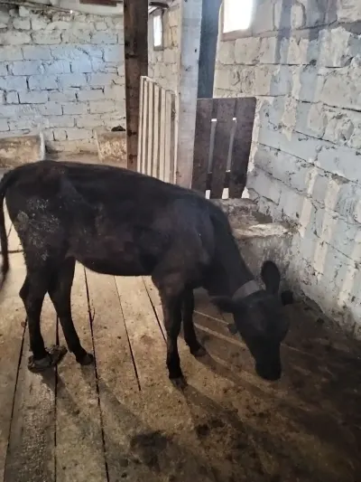 BUZOV — Heyvanlar, Quşlar, Balıqlar, Bakı